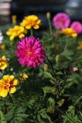 Fototapeta premium pink flowers in the garden