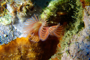 Naklejka na ściany i meble Red Tubicolous Worm (Serpula vermicularis ) in Mediterranean Sea