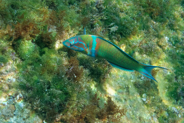 Male Ornate wrasse (Thalassoma pavo) in Mediterranean Sea