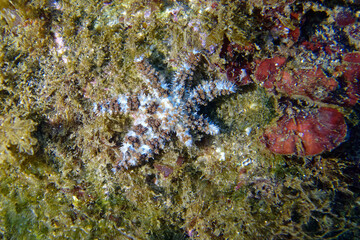 Blue Spiny Starfish (Coscinasterias tenuispina) in Mediterranean Sea
