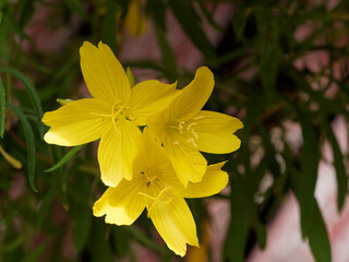 Oenothera fruticosa 'African Sun' | Oenothères 'African Sun', Onagres ou soleil d'Afrique jaune aux fleurs solitaires, éphémères, en forme de coupes jaune vif et parfumées