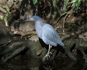 Little Blue Heron bird Stock Photos. close-up profile view standing in the water displaying blue feather plumage body, head, beak, eye, plumage, feet with a moss rock background in its environment.