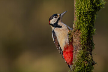 Great spotted woodpecker (Dendrocopos major) with a blurred background.