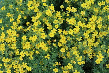 Obraz premium yellow flowers in a flower bed