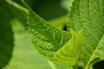 Liść o poranku © Maksymilian