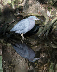 Little Blue Heron bird Stock Photos. close-up profile view standing in the water with a reflection, displaying blue feather plumage body, head, beak, eye, plumage, feet with a moss rock background.