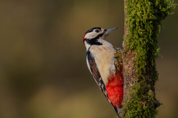 Great spotted woodpecker (Dendrocopos major) with a blurred background.
