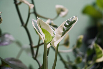leaves with two colors white and green
