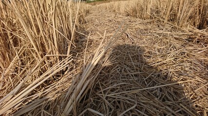 Pieces of dry straw in the fields after harvest with the shadow of people