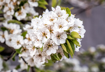 white pear flowers