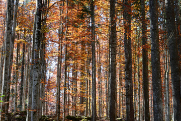 autumn forest in the morning