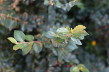 green shurb with orange berries