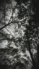 tree in the fog