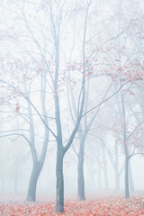Foggy morning. Morning in the forest. Autumn forest. - 369702655