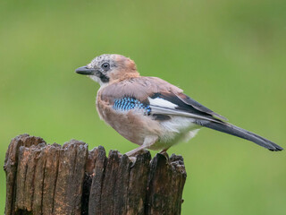 Obraz premium Eurasian Jay (Garrulus glandarius) Scotland, UK