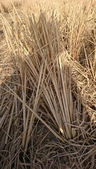 Details of dried straw pieces in the rice fields