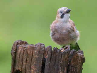 Eurasian Jay (Garrulus glandarius) Scotland, UK