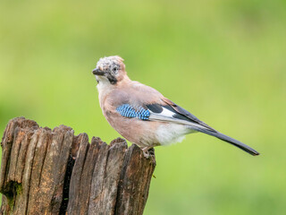 Eurasian Jay (Garrulus glandarius) Scotland, UK
