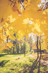 Yellow autumn foliage. Background bokeh.  Sunny day. - 369702828