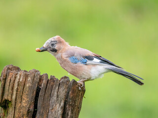 Eurasian Jay (Garrulus glandarius) Scotland, UK