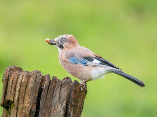 Eurasian Jay (Garrulus glandarius) Scotland, UK