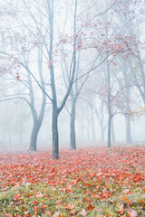 Foggy morning. Morning in the forest. Autumn forest. - 369702879