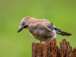 Eurasian Jay (Garrulus glandarius) Scotland, UK
