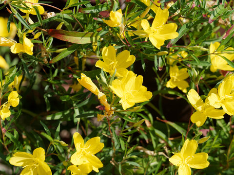 Parterre d'oenothera fruticosa 'African Sun' ou onagre hybride 'Soleil d'Afrique jaune' aux panicules de fleurs solitaires &agrave; p&eacute;tales jaune vif et nombreuses &eacute;tamines &agrave; anth&egrave;re