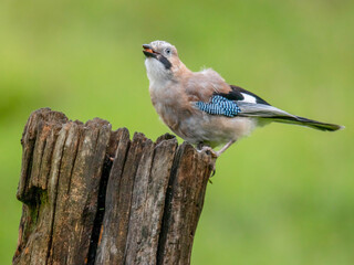 Eurasian Jay (Garrulus glandarius) Scotland, UK