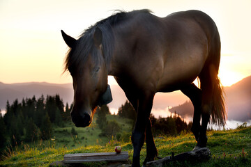 A horse grazes in a high-mountain meadow at dawn. Beautiful sunrise in the mountains and the silhouette of a horse.