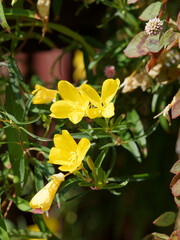 Parterre d'oenothera fruticosa 'African Sun' ou onagre hybride 'Soleil d'Afrique jaune' aux panicules de fleurs solitaires à pétales jaune vif et nombreuses étamines à anthère