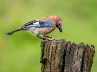 Eurasian Jay (Garrulus glandarius) Scotland, UK