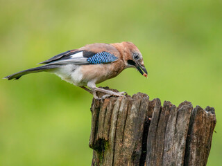 Eurasian Jay (Garrulus glandarius) Scotland, UK
