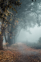 Foggy day. Trees near the path. Autumn morning. - 369703254