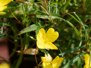Oenothera fruticosa 'African Sun' ou onagre hybride 'Soleil d'Afrique jaune' à fleurs jaune vif parfumées