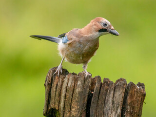 Eurasian Jay (Garrulus glandarius) Scotland, UK