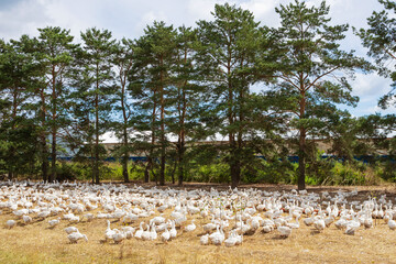 Summer country landscape: white farm geese in the meadow in the foreground, pine trees in the background.