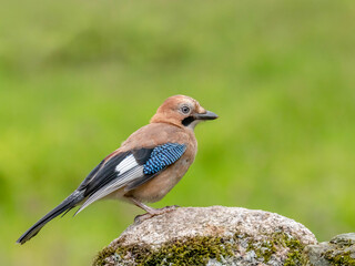 Eurasian Jay (Garrulus glandarius) Scotland, UK