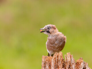 Eurasian Jay (Garrulus glandarius) Scotland, UK
