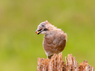 Eurasian Jay (Garrulus glandarius) Scotland, UK