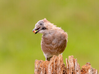 Eurasian Jay (Garrulus glandarius) Scotland, UK