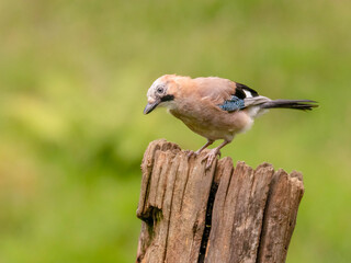 Eurasian Jay (Garrulus glandarius) Scotland, UK