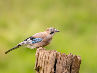 Eurasian Jay (Garrulus glandarius) Scotland, UK