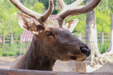 Moscow. beautiful peacock in the park