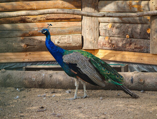 Moscow. Zoo. beautiful peacock in the park