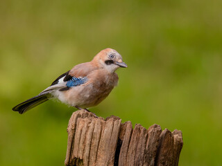 Eurasian Jay (Garrulus glandarius) Scotland, UK