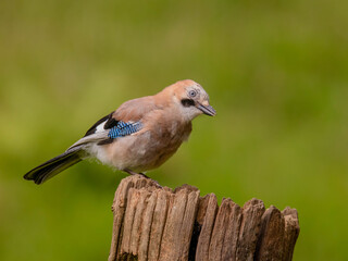 Obraz premium Eurasian Jay (Garrulus glandarius) Scotland, UK