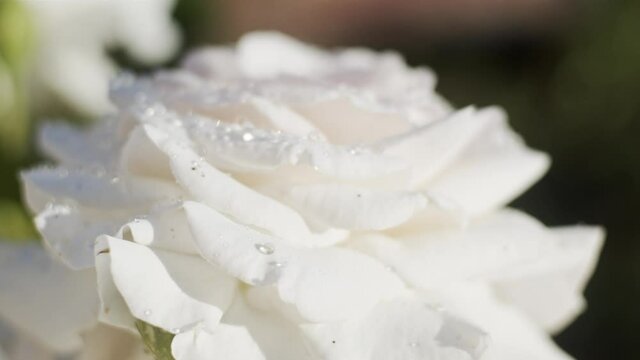 White roses in garden on sunny day after rain, close up, slow motion. Focus transition