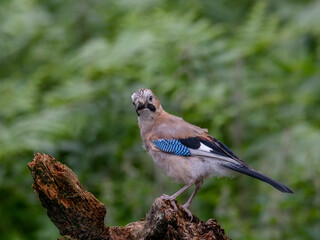 Eurasian Jay (Garrulus glandarius) Scotland, UK