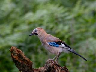 Eurasian Jay (Garrulus glandarius) Scotland, UK
